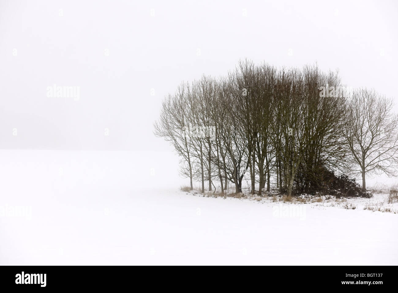 Wiltshire Winter Copse Stockfoto