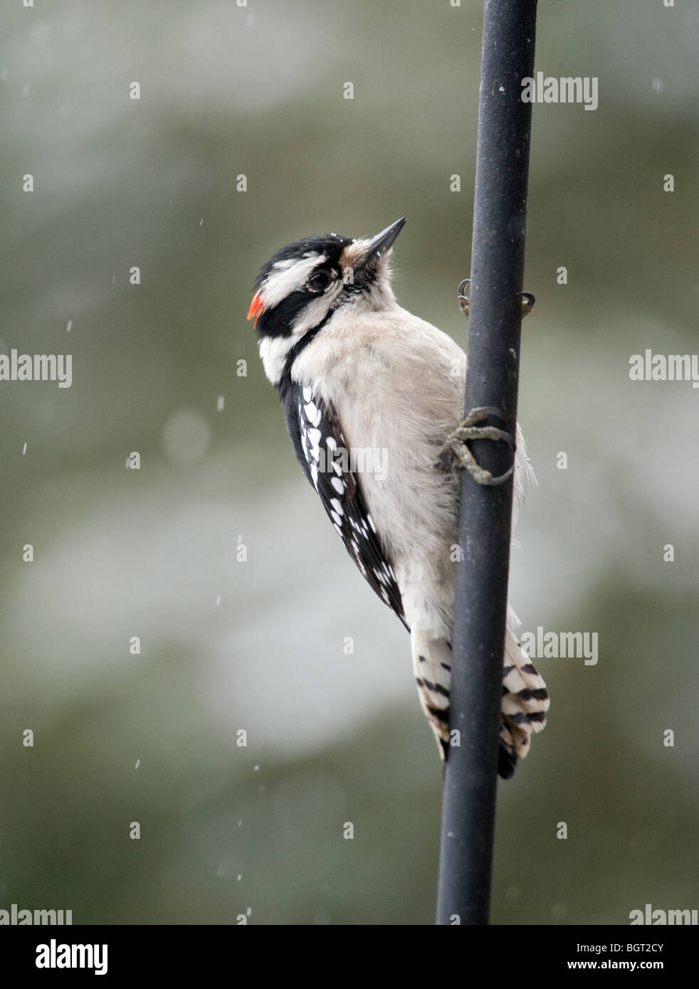 Eine männliche Dunenspecht (Picoides Pubescens) im winter Stockfoto