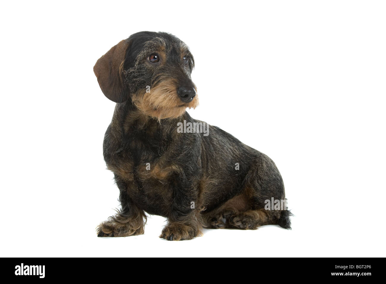 Nahaufnahme der süße Rauhaar Dackel Hund isoliert auf weißem Hintergrund. Stockfoto