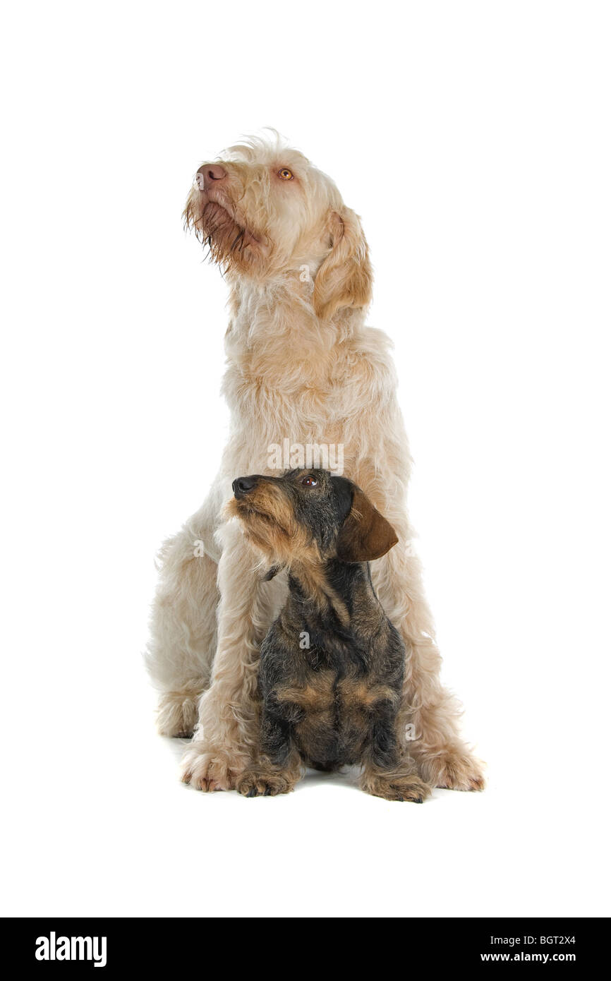 Rauhaar Dackel und ein Spinone Italino Hund zusammen liegen. Weißem Hintergrund Stockfoto