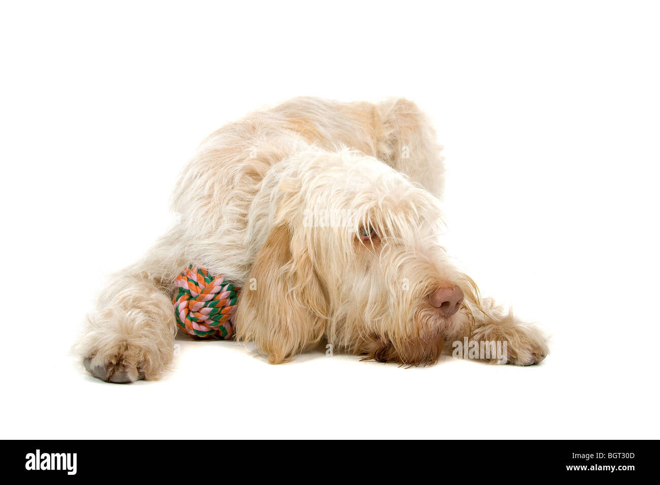 Nahaufnahme von niedlichen Hund der Spinone Italiano, isoliert auf weißem Hintergrund Stockfoto