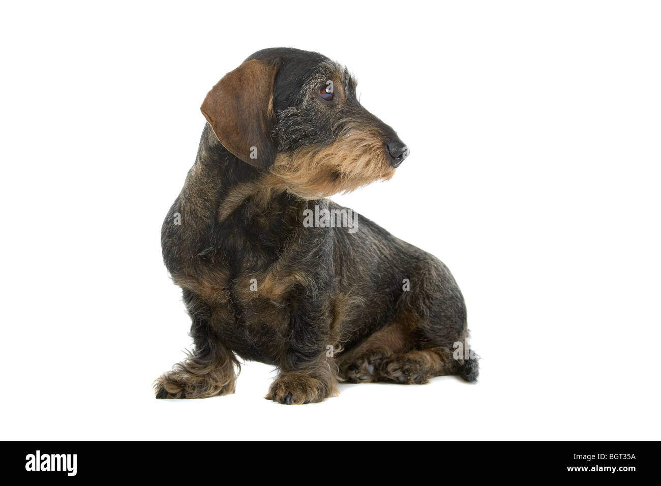 Nahaufnahme der süße Rauhaar Dackel Hund isoliert auf weißem Hintergrund. Stockfoto