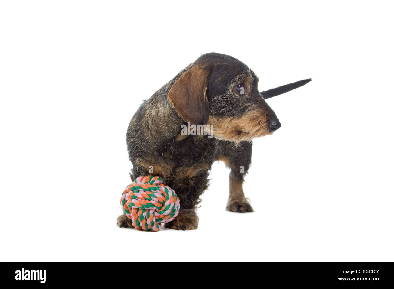 Nahaufnahme der süße Rauhaar Dackel Hund isoliert auf weißem Hintergrund. Stockfoto