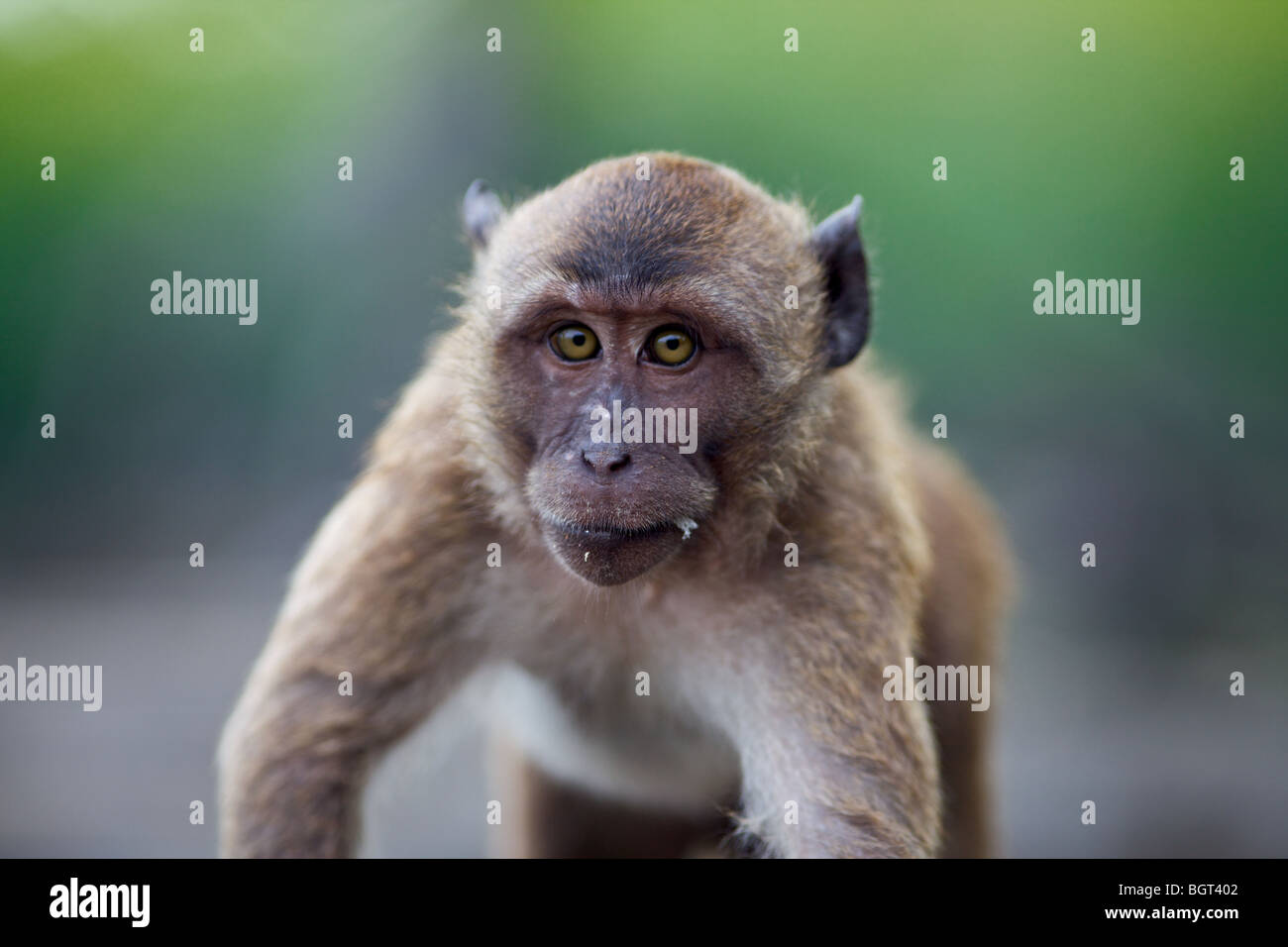 Rhesus-Makaken-Affen Leben in der Wildnis auf der Insel Phuket, Thailand Stockfoto