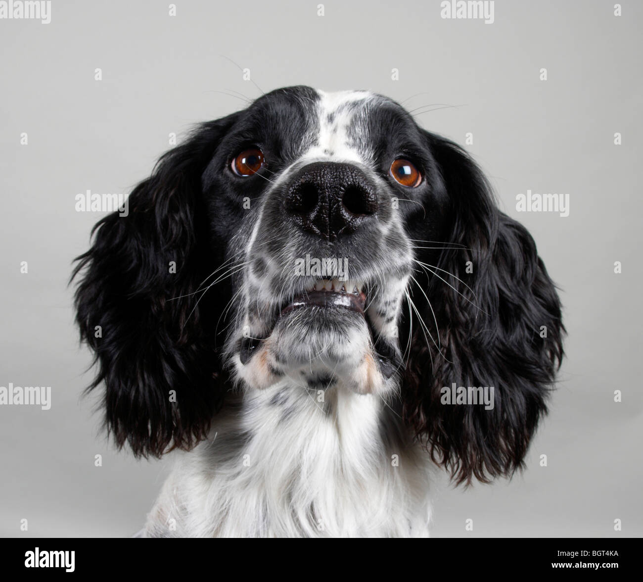 Bobby der English Springer spaniel Stockfoto