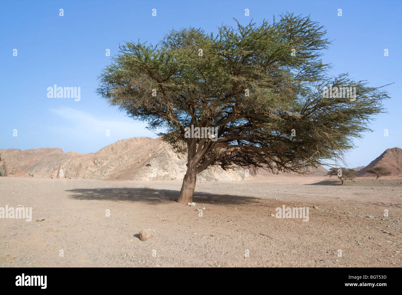 Großen Akazie in der Wüste. Ägypten, Afrika Stockfoto