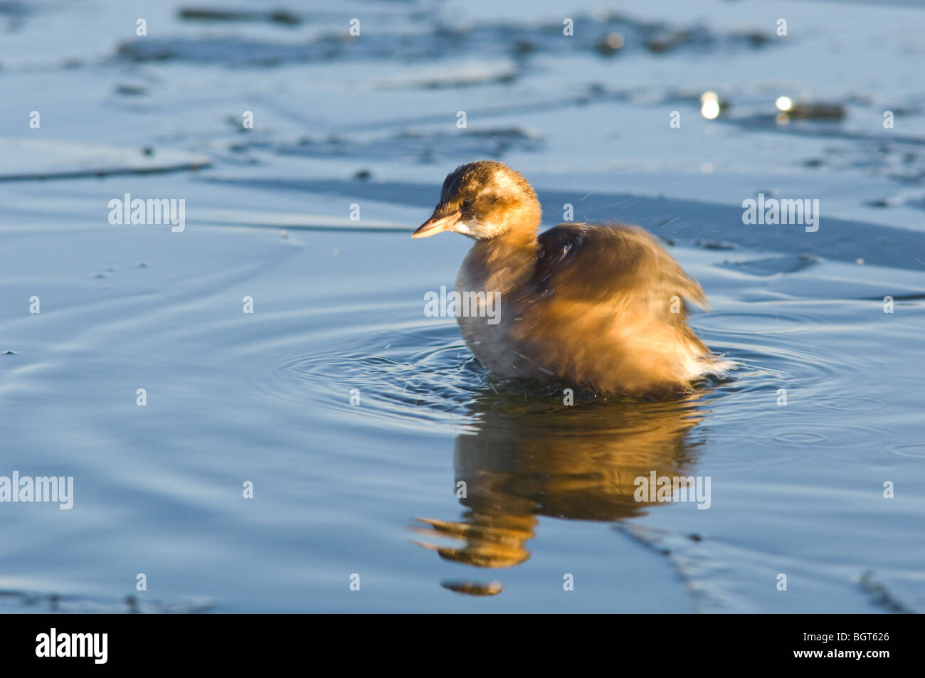 Wenig Grebe oder Dabchick schwimmen auf einem zugefrorenen See Angeln für Lebensmittel, Fisch etc.. Stockfoto