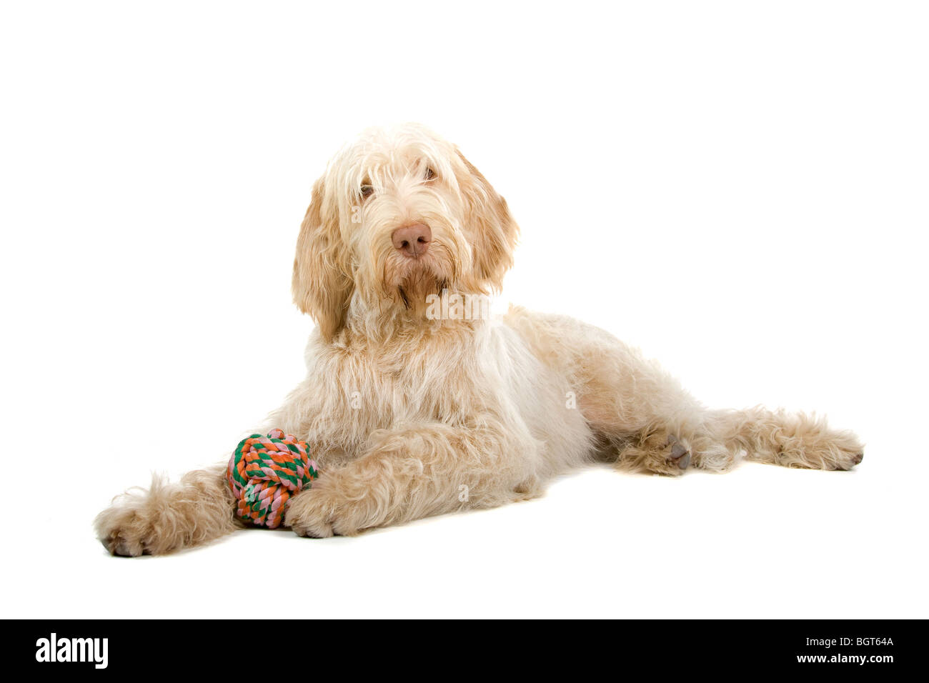 Nahaufnahme von niedlichen Hund der Spinone Italiano, isoliert auf weißem Hintergrund Stockfoto