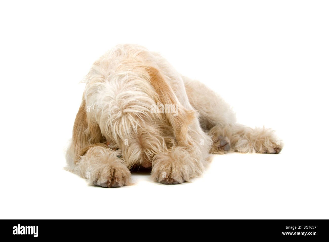 Nahaufnahme von niedlichen Hund der Spinone Italiano, isoliert auf weißem Hintergrund Stockfoto