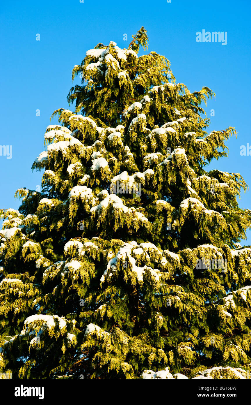 Nadelbaum Baum bestäubt mit Schnee in Januarygreen, immergrün Stockfoto