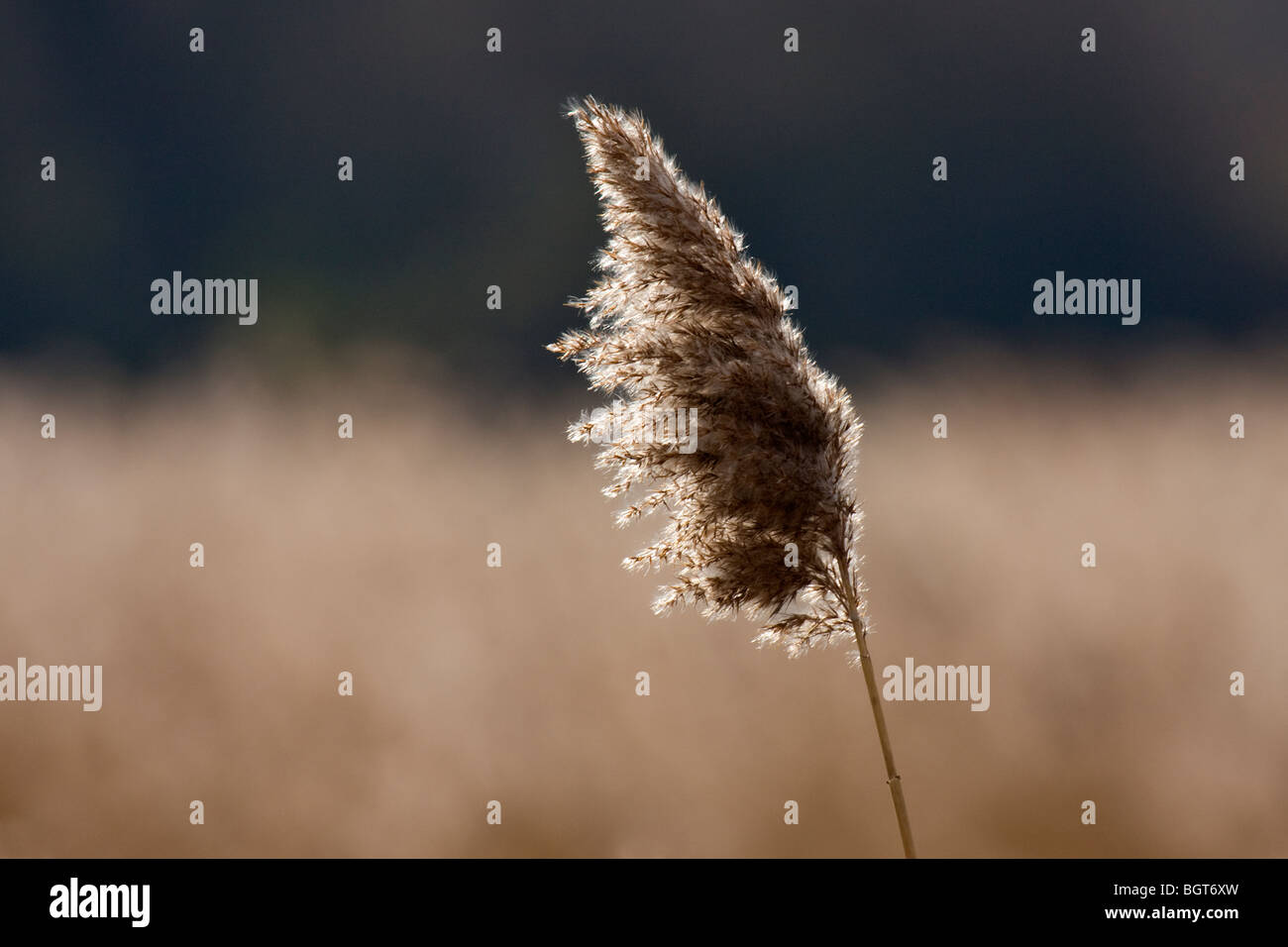 Graskopf Samen mit schönen durchscheinende Licht genommen auf einer englischen Wiese Stockfoto