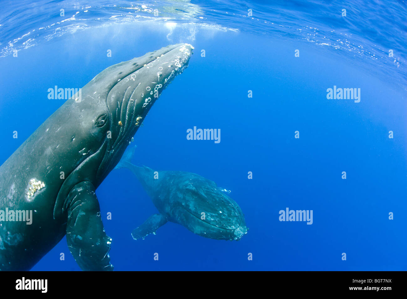 Buckelwale Unterwasser in Maui Hawaii bis zum whale watching Boot schwimmen Stockfoto