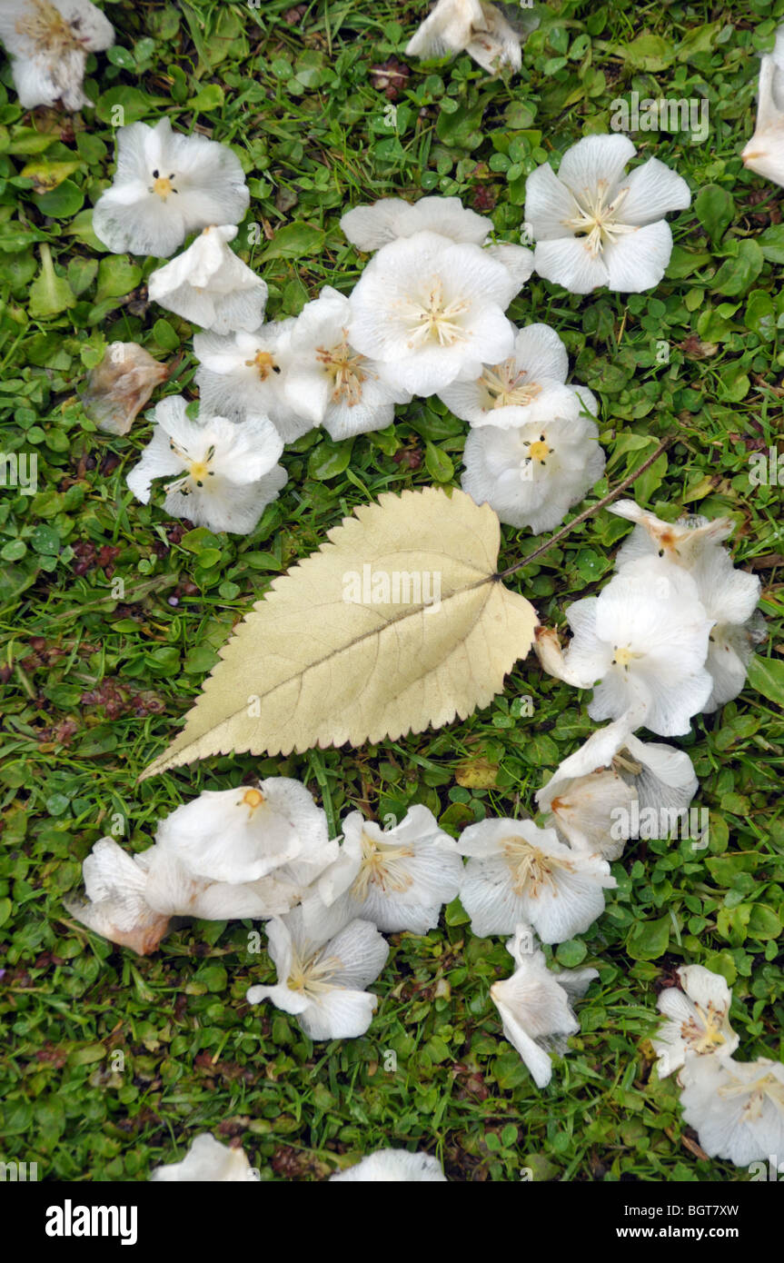 Eine Wiese im Garten mit einem gefallenen herzförmigen Blatt umgeben von gefallenen weiße Frühling blühen. Stockfoto