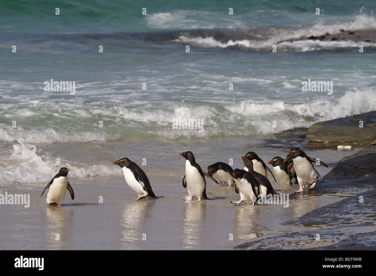 Rockhopper Penguins Falkland-Inseln Stockfoto