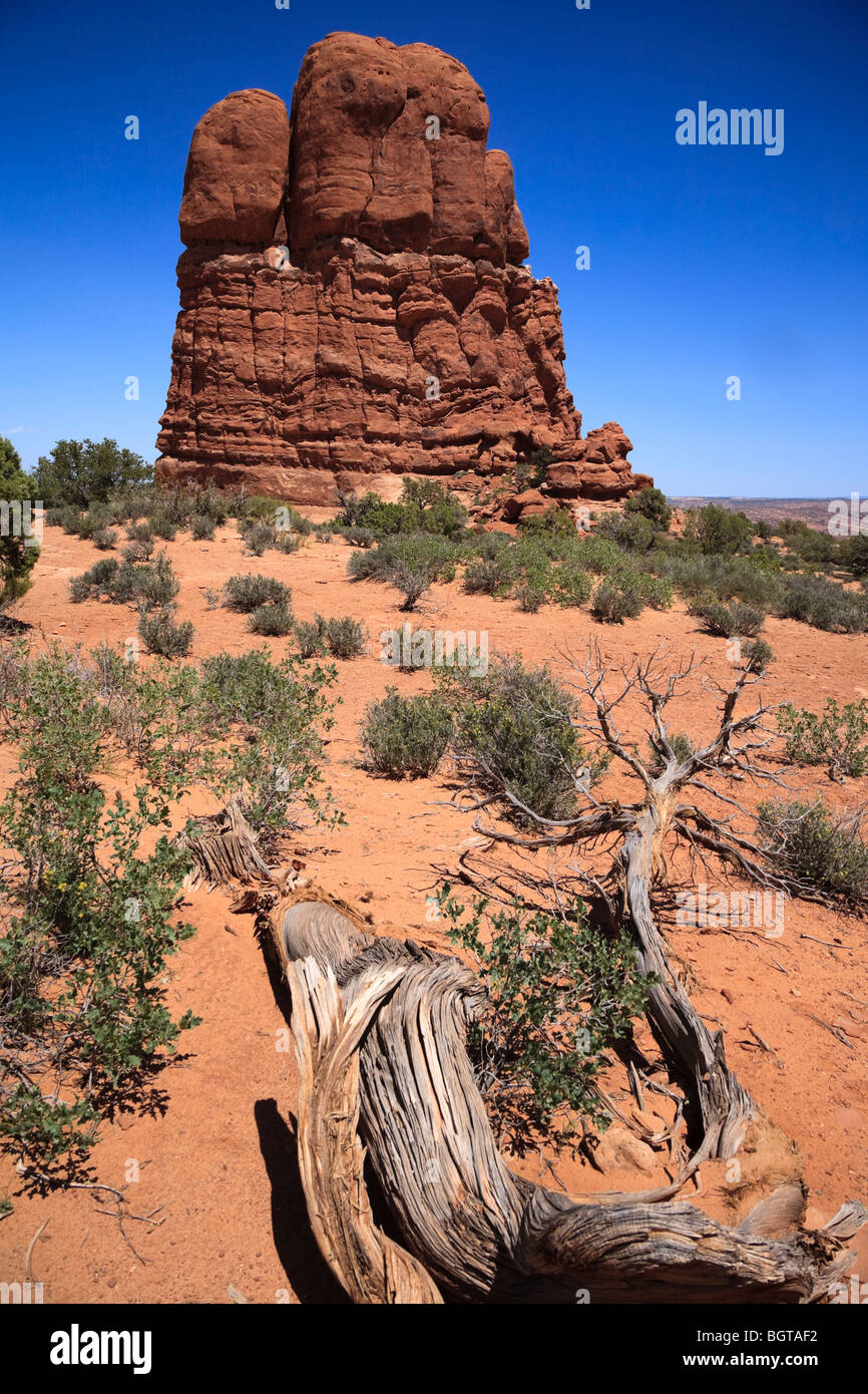 Alten umgestürzten Baumstamm im Vordergrund der Schinken Rock in der Nähe der Fenster des Arches-Nationalpark, Utah, USA. Stockfoto