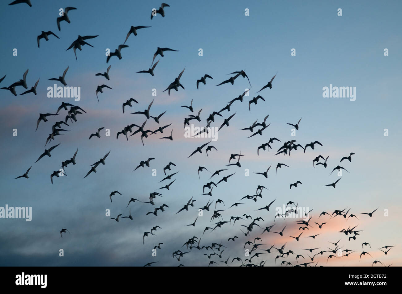 Vogelschwarm fliegen overhead Stockfoto