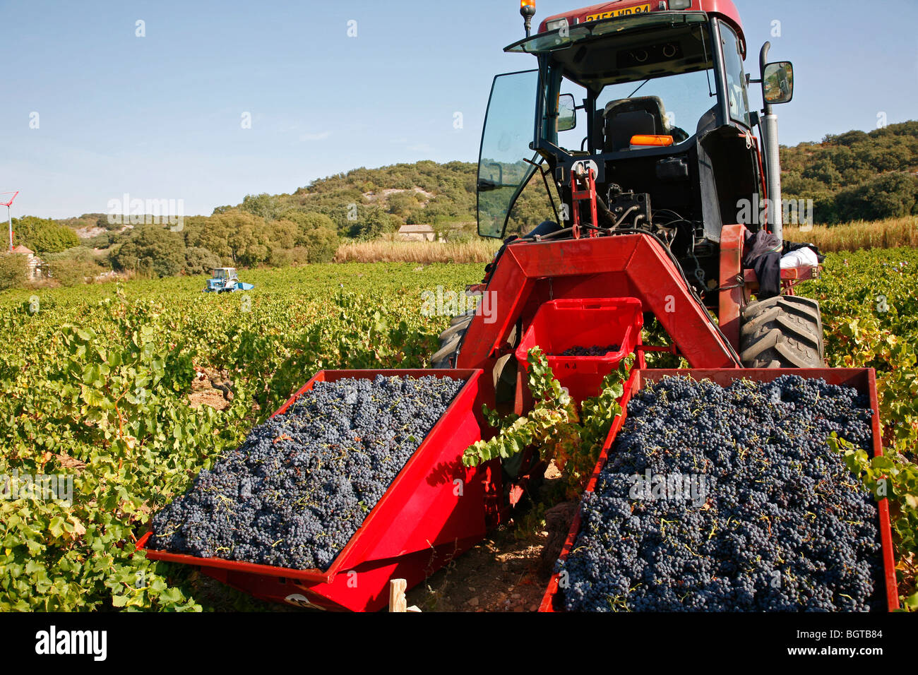 Weinlese in den Weinbergen rund um Châteauneuf du Pape, Vaucluse, Provence, Frankreich. Stockfoto