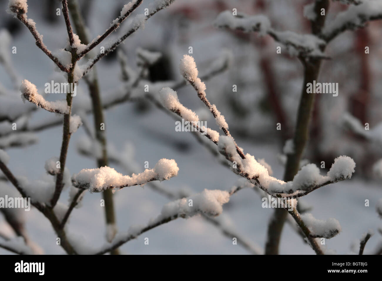 Niederlassungen in den Schnee Stockfoto