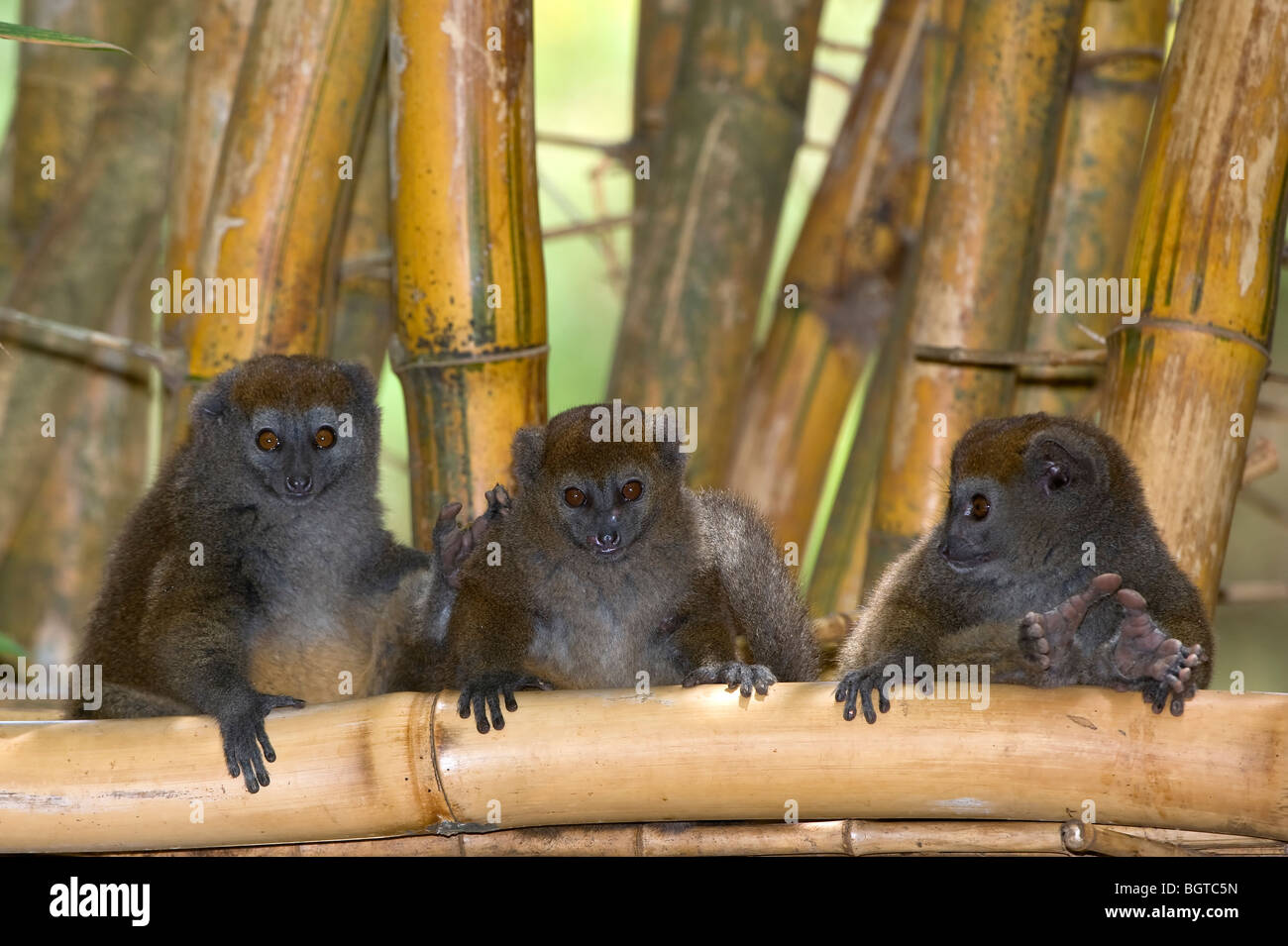 Östlichen weniger Bambus Lemur (Hapalemur früh), Madagaskar Stockfoto