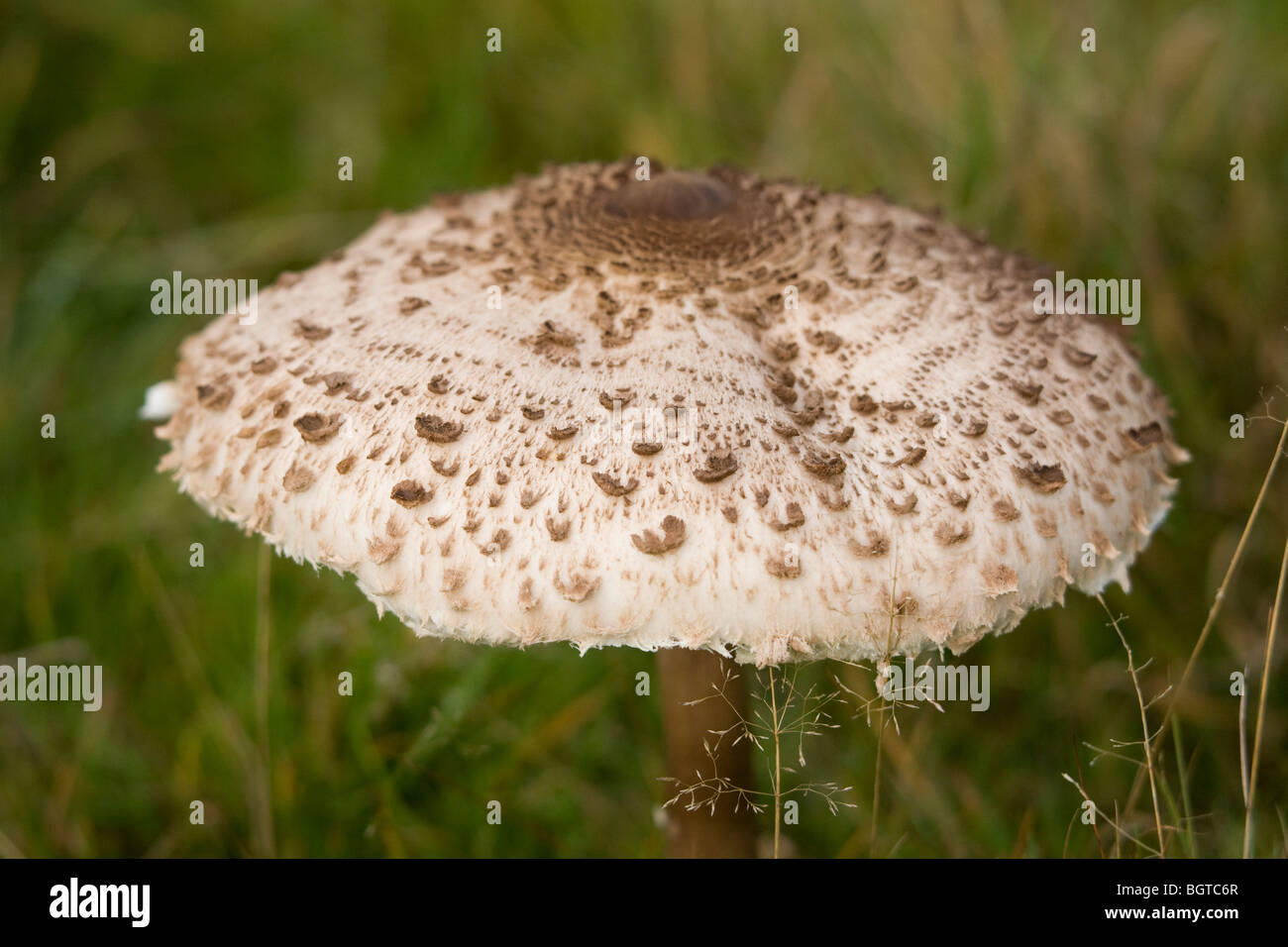 Parasol Pilz, Macrolepiota Mastoidea Stockfoto
