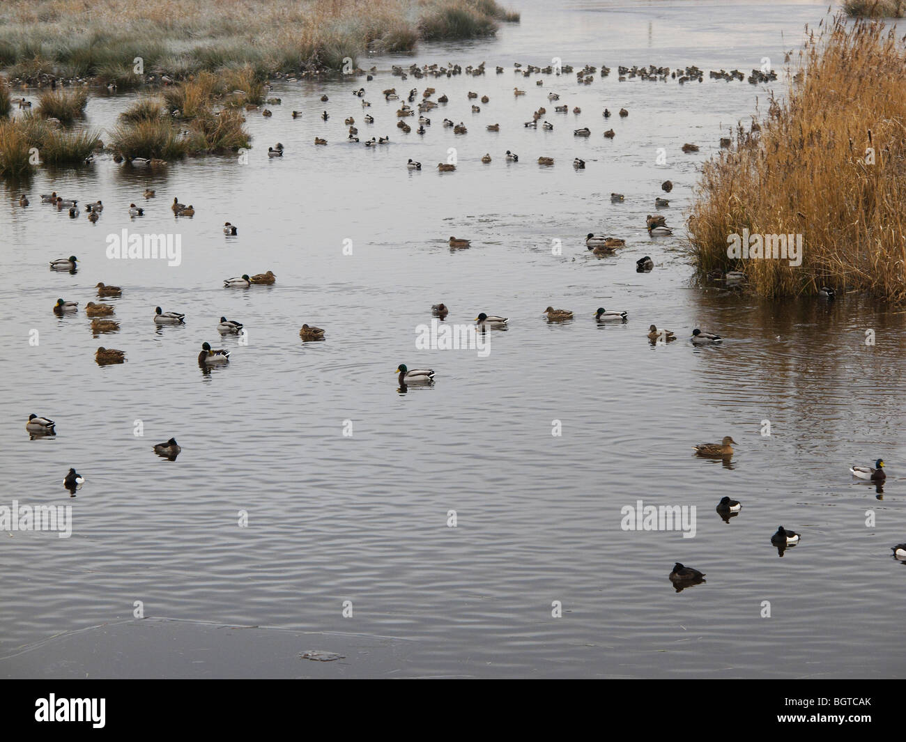 Martin bloße Wildfowl und Feuchtgebiete Vertrauen Reserve, im winterlichen Bedingungen Lancashire, UK, Winter 2009 Stockfoto
