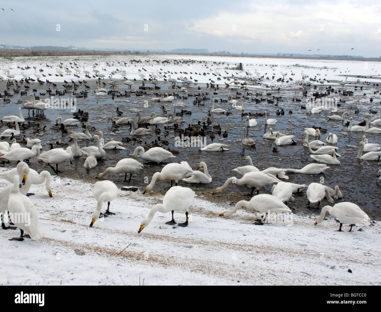 Martin bloße Wildfowl und Feuchtgebiete Vertrauen Reserve, im winterlichen Bedingungen Lancashire, UK, Winter 2009 Stockfoto