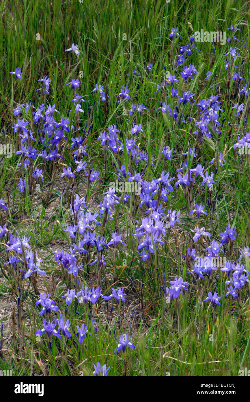 Iris Barbary Nuss (Gynandriris Sisyrinchum) Stockfoto