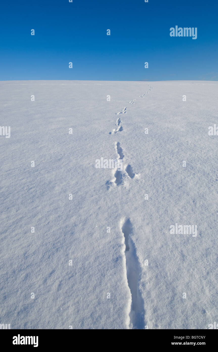 Frische Fuß druckt oder Spuren in den Schnee gehen aus den Horizont. Stockfoto