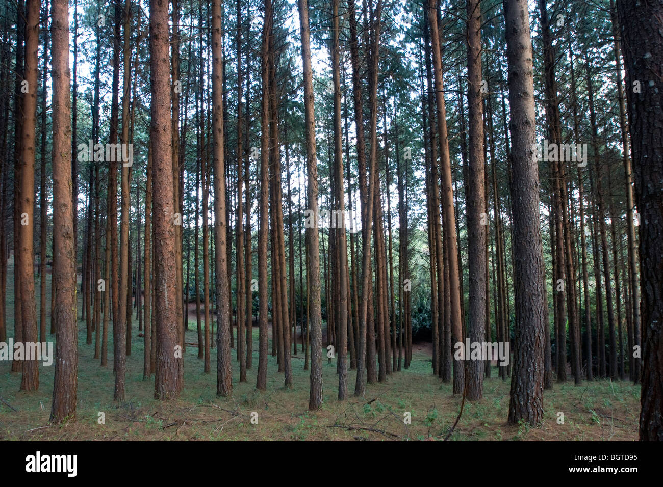 Kiefern im Wirtschaftswald, Louis Trichard, Limpopo Stockfoto