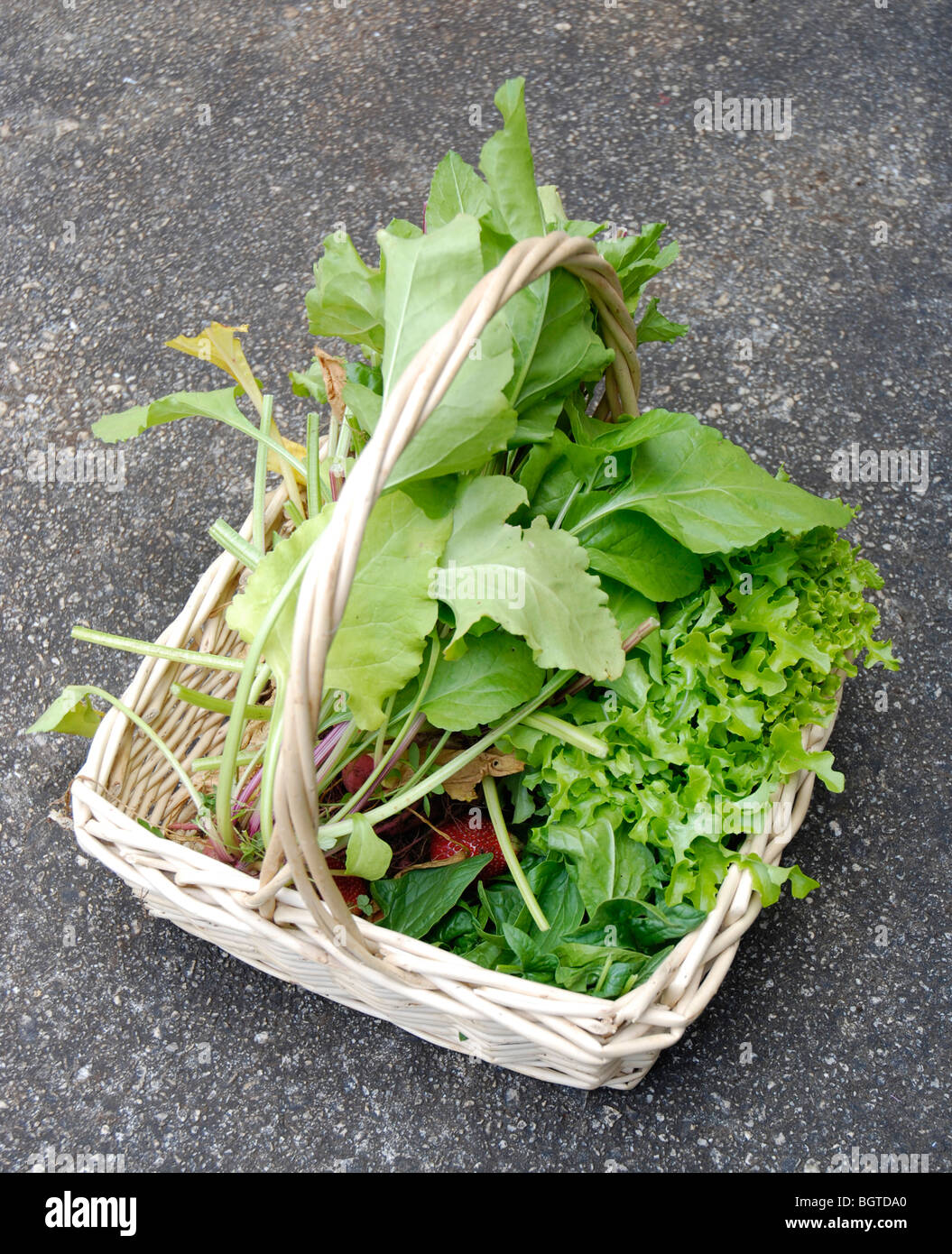 Korb voll von Produkten, die vom Garten inklusive Salat, Spinat, Erdbeeren und rote Beete. Stockfoto