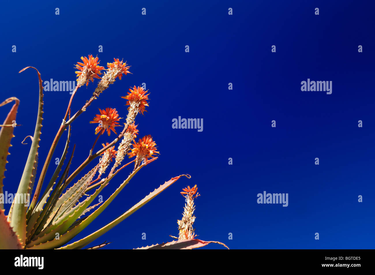 Aloe-Pflanze vor einem tiefblauen Himmel, Didima Camp, Drakensberg Ukhahlamba Nationalpark, Kwazulu-Natal, Südafrika Stockfoto