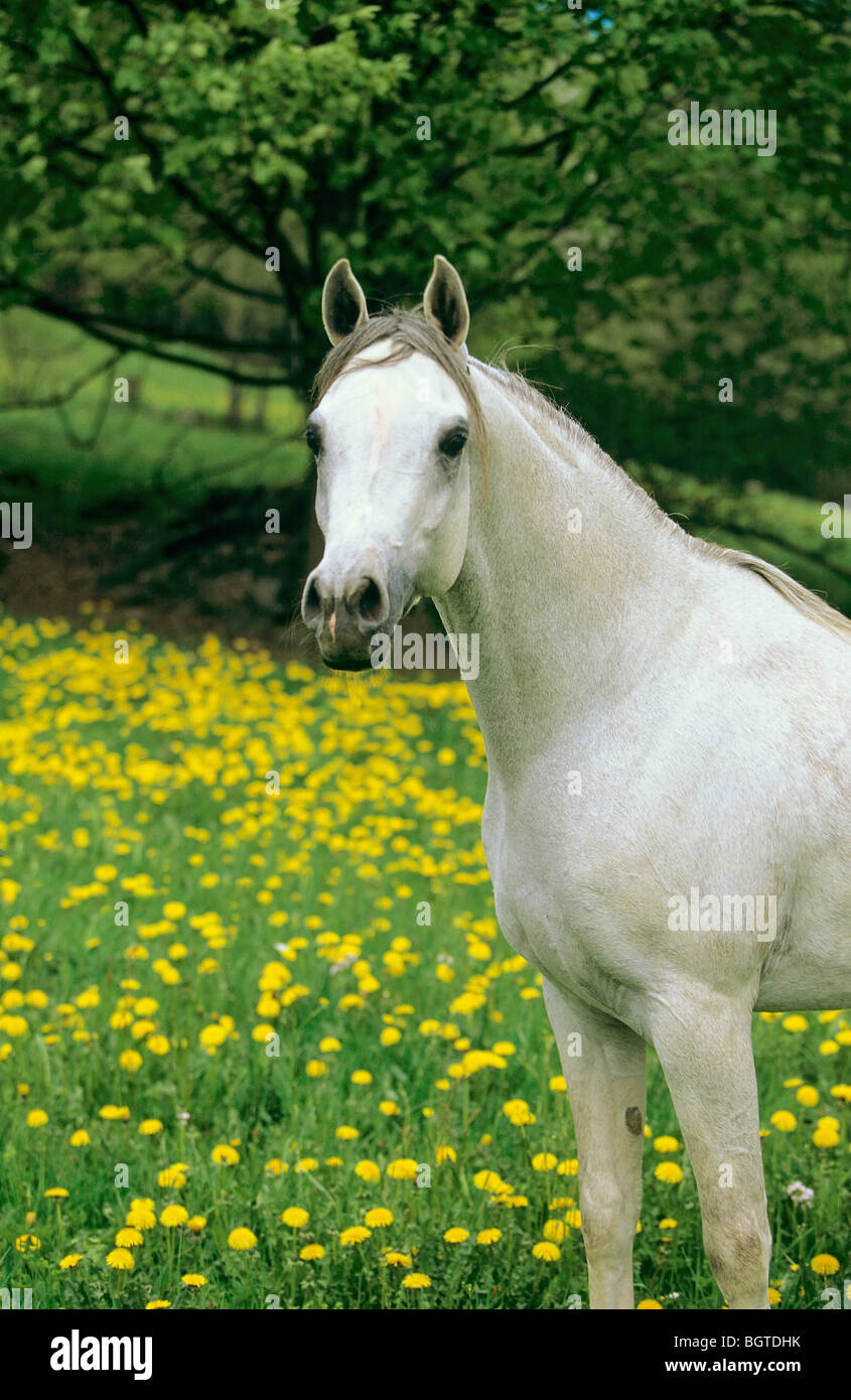 Pferd stehend auf einer blumenwiese -Fotos und -Bildmaterial in hoher