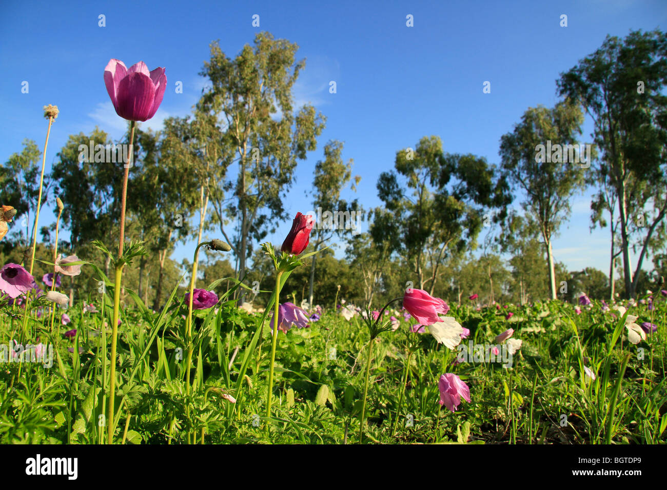 Israel, Jezreel Senke, Anemone Blumen in Megiddo Stockfoto