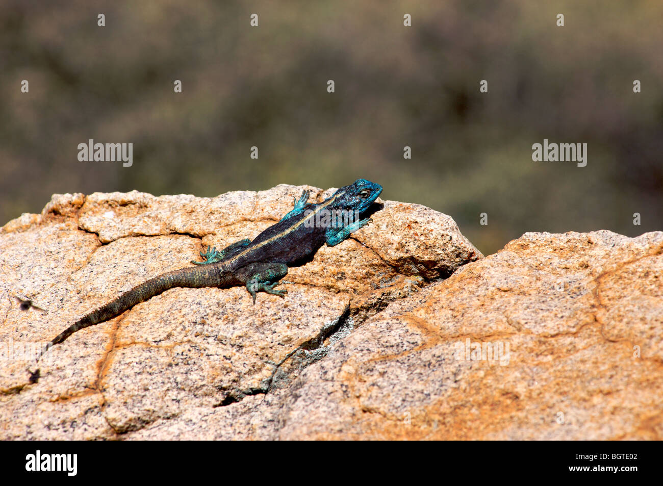 Männliche Southern Rock Agama (Agama Atra) sonnen sich auf einem Felsen, Namaqualand, Northern Cape, Südafrika Stockfoto