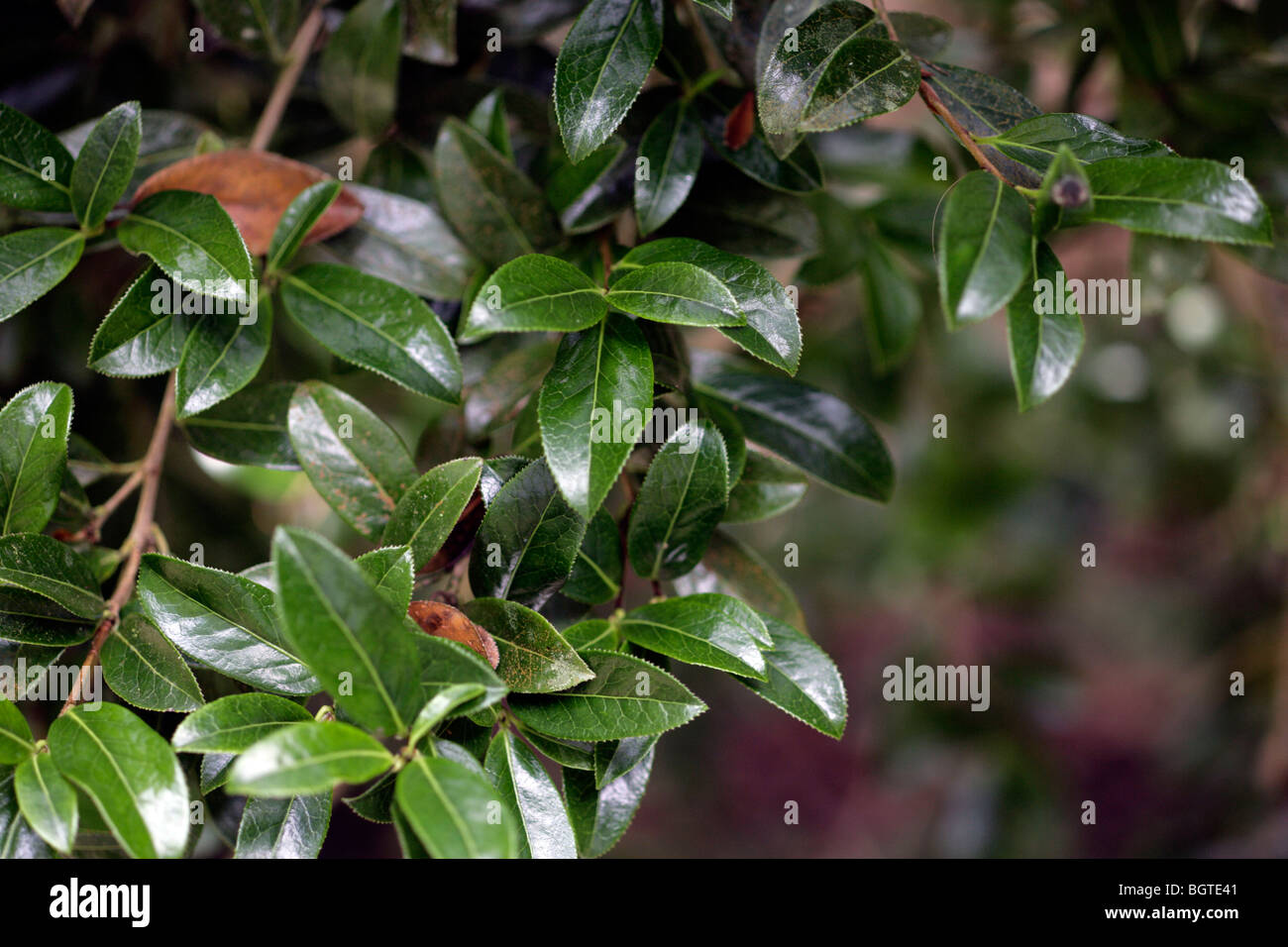Teebaum Pflanze Stockfotos und -bilder Kaufen - Alamy