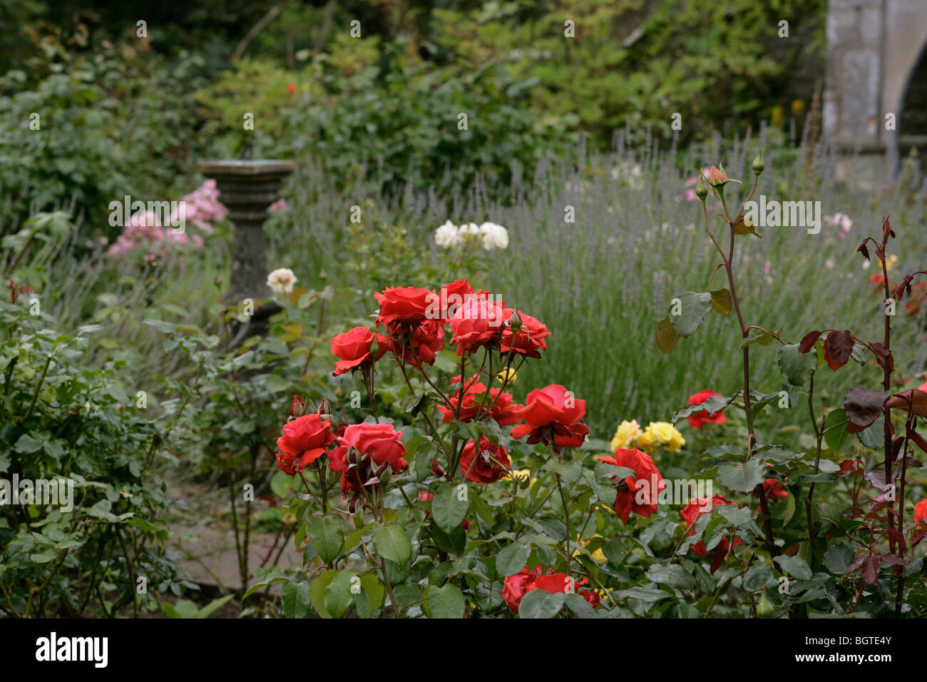 Rose Garden Upton Gärten Pembrokeshire West wales Stockfoto