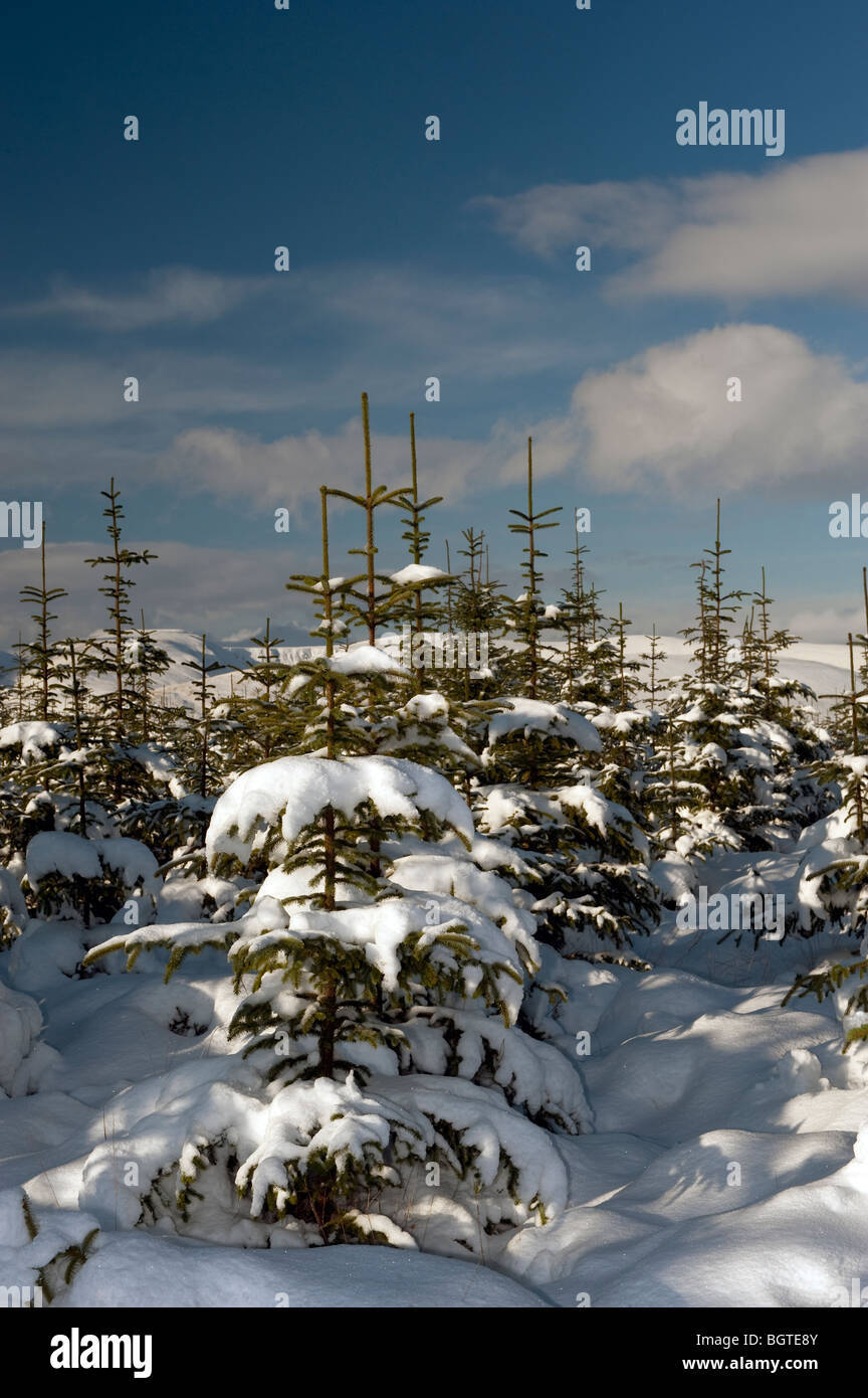 Weihnachtsbäume mit Schnee bedeckt Stockfoto