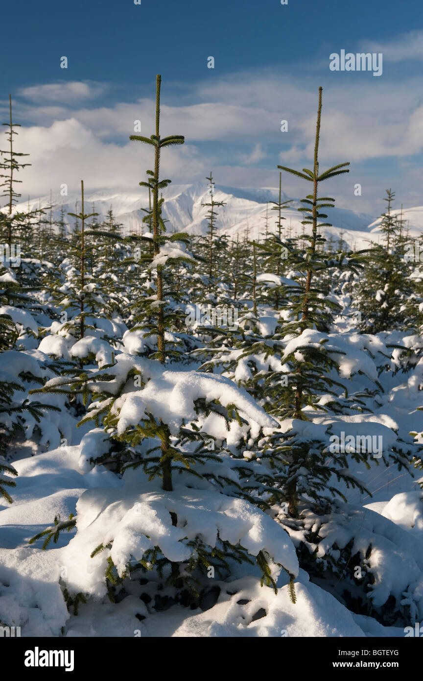 Weihnachtsbäume mit Schnee bedeckt Stockfoto
