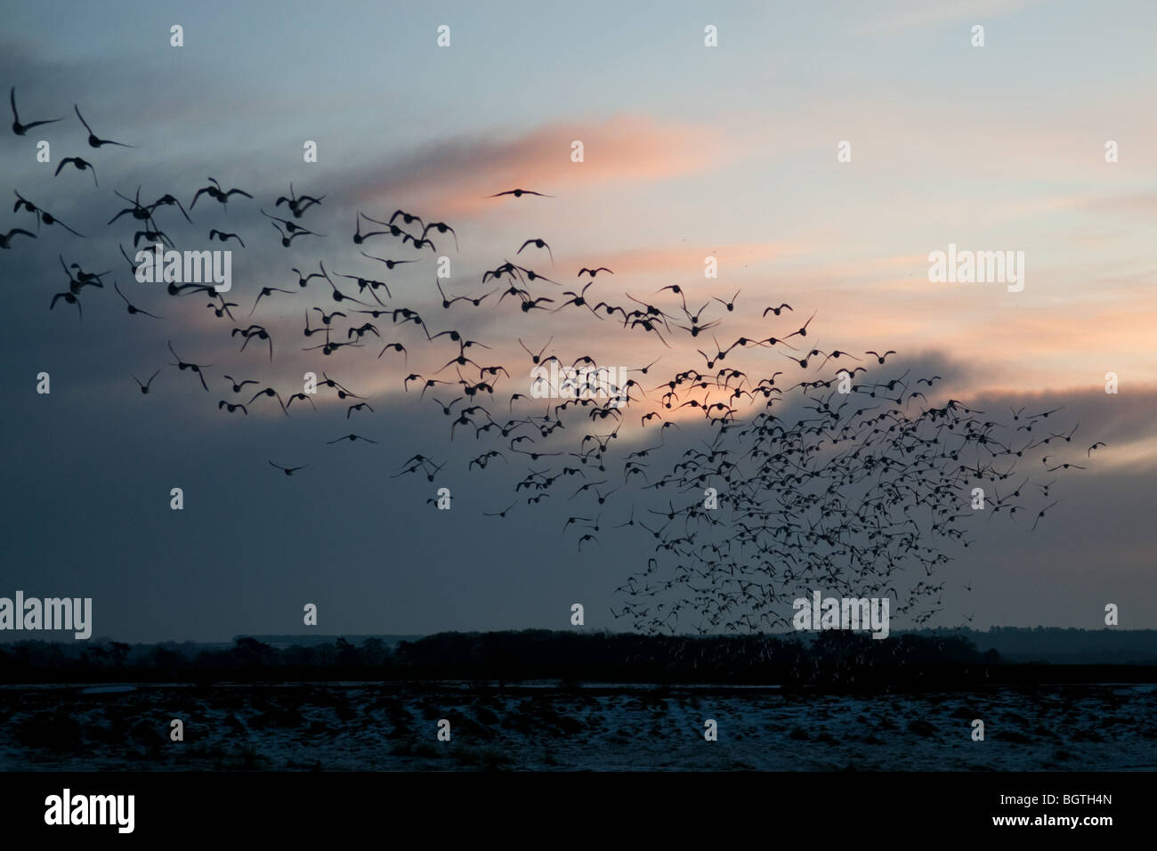 Vogelschwarm fliegen overhead Stockfoto