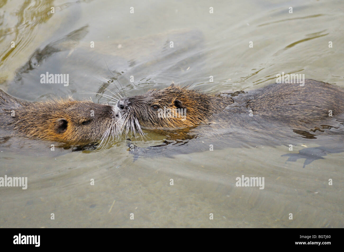 zwei Sumpfbiber in Wasser / Biber brummeln Stockfoto