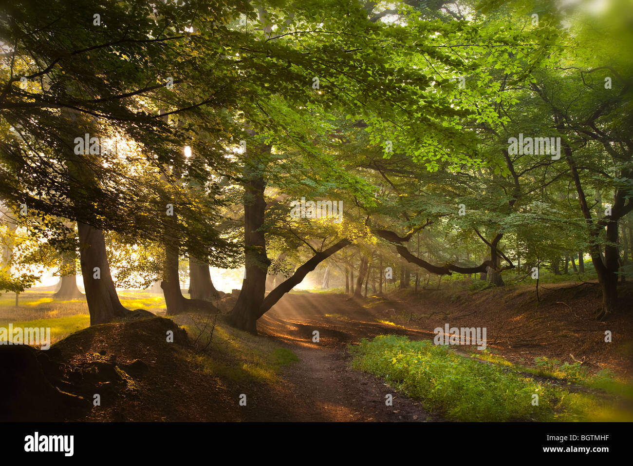 Buchen Herbstmorgen Ashridge Hertfordshire Stockfoto