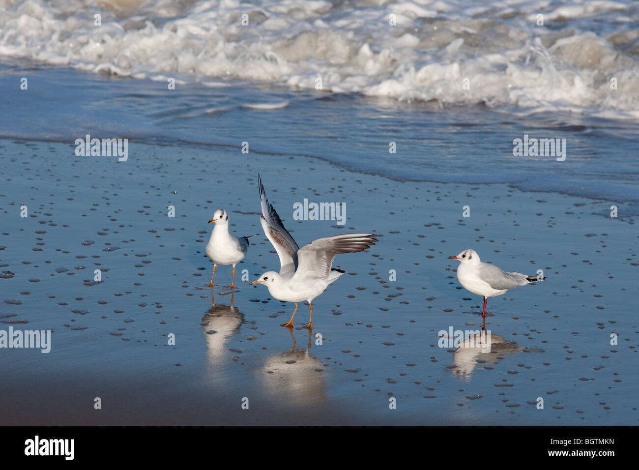 Black-headed Möwen Larus Ridbundus in am Ufer Stockfoto