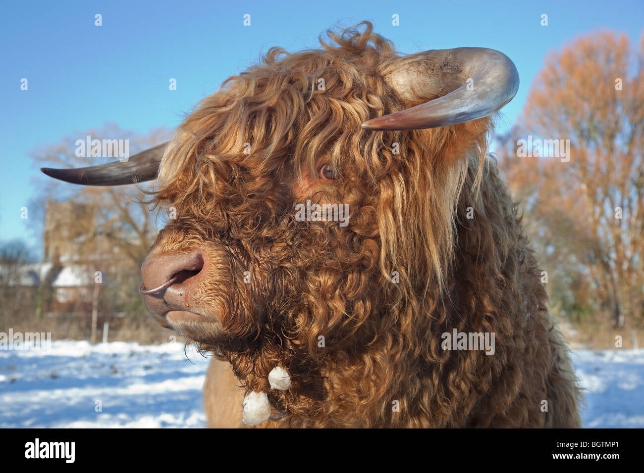 Highland Cattle Bos taurus in Weiden Wiese an cley Norfolk im Schnee Stockfoto