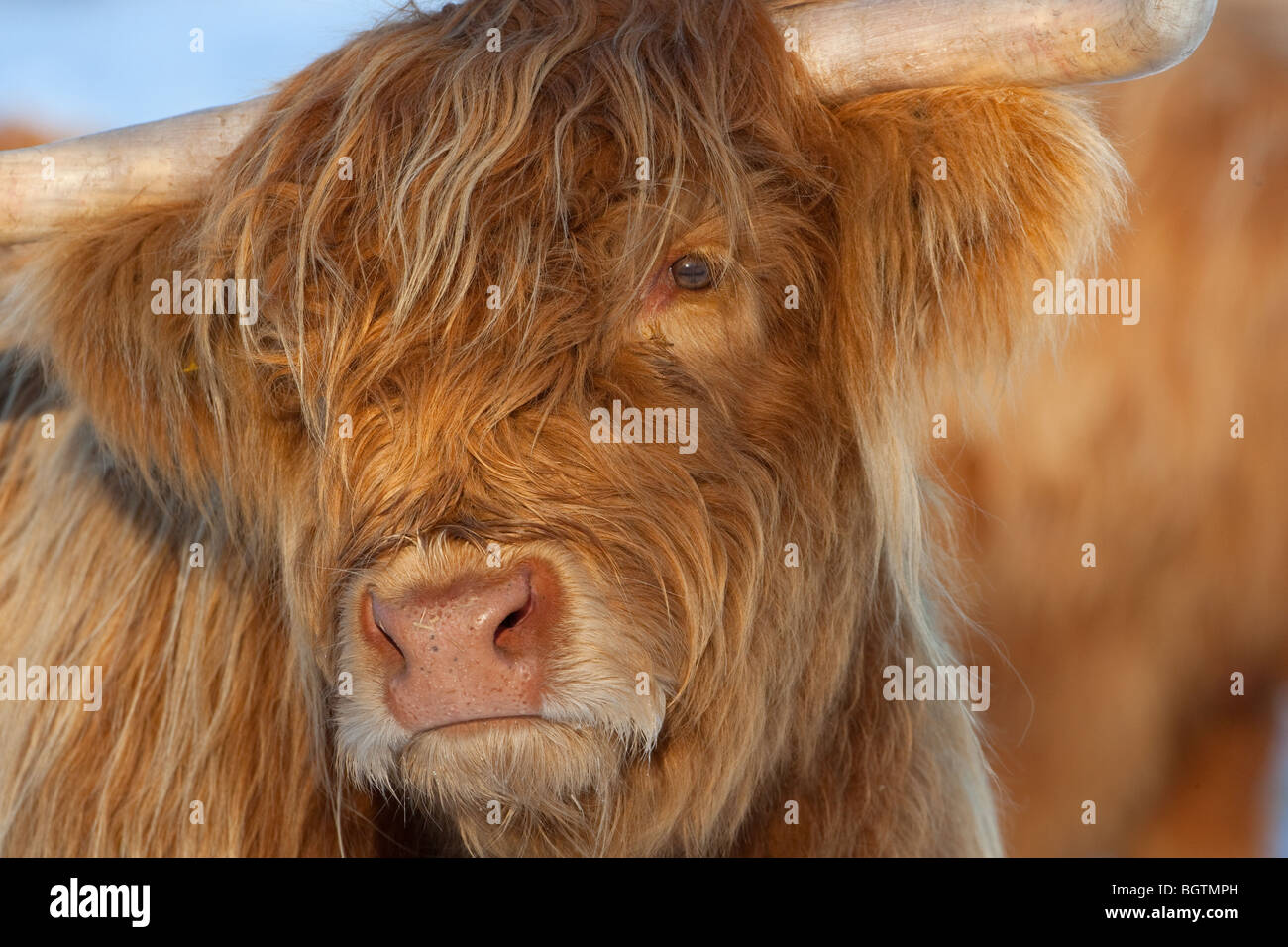 Highland Cattle Bos taurus in Weiden Wiese an cley Norfolk im Schnee Stockfoto