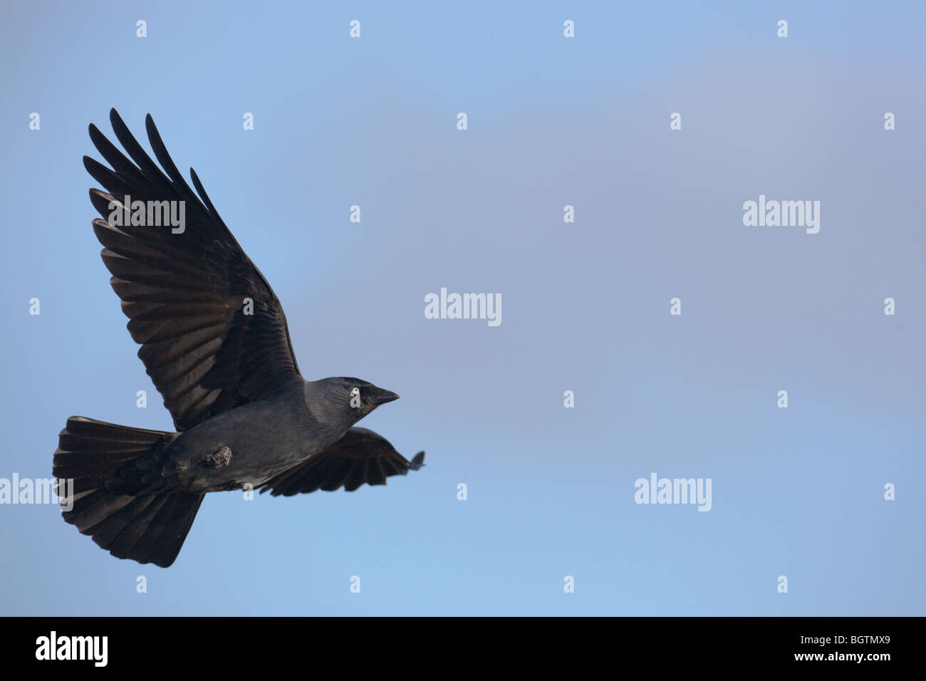 Dohle Corvus Monedula im Flug Stockfoto