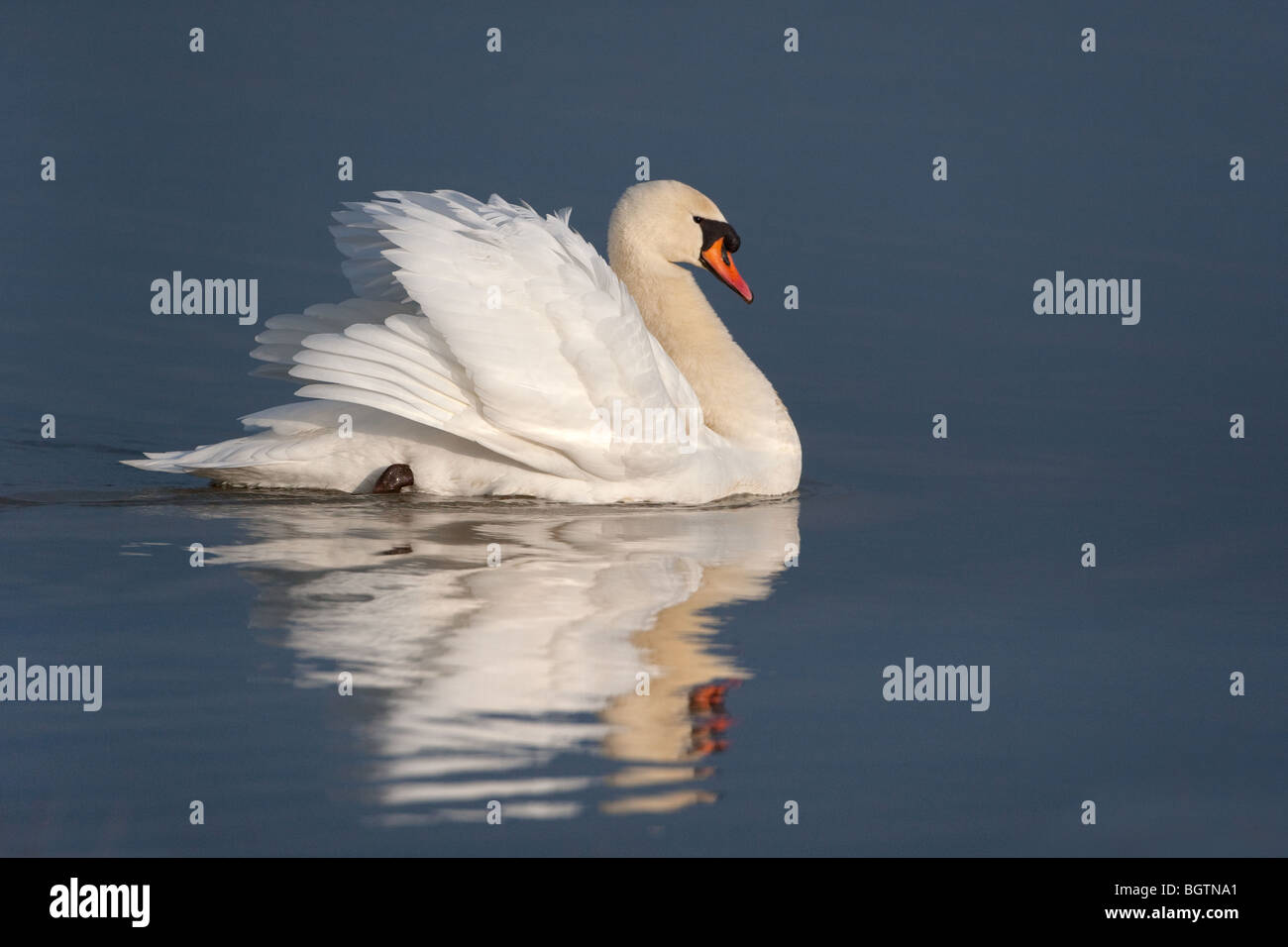 Höckerschwan Cygnus Olor anzeigen Stockfoto