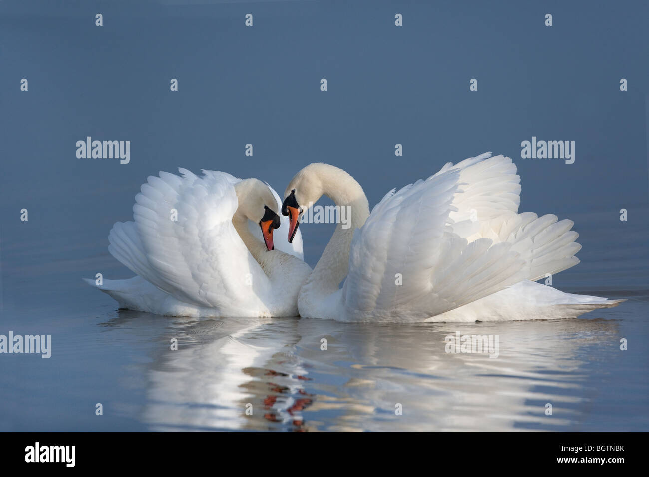 Mute Swan Cygnus Olor Männer sich gegenseitig anzeigen Stockfoto