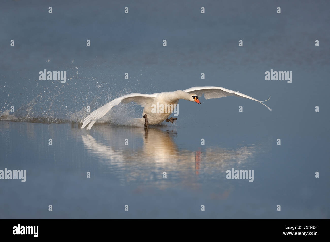 Höckerschwan Cygnus Olor hereinkommen zu landen Stockfoto