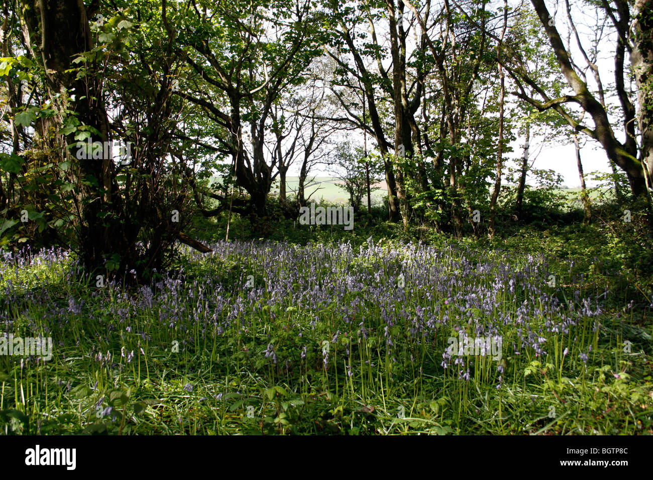 ENGLISCHE BLUEBELL HOLZ. HYACINTHOIDES NON - SCRIPTA. Stockfoto