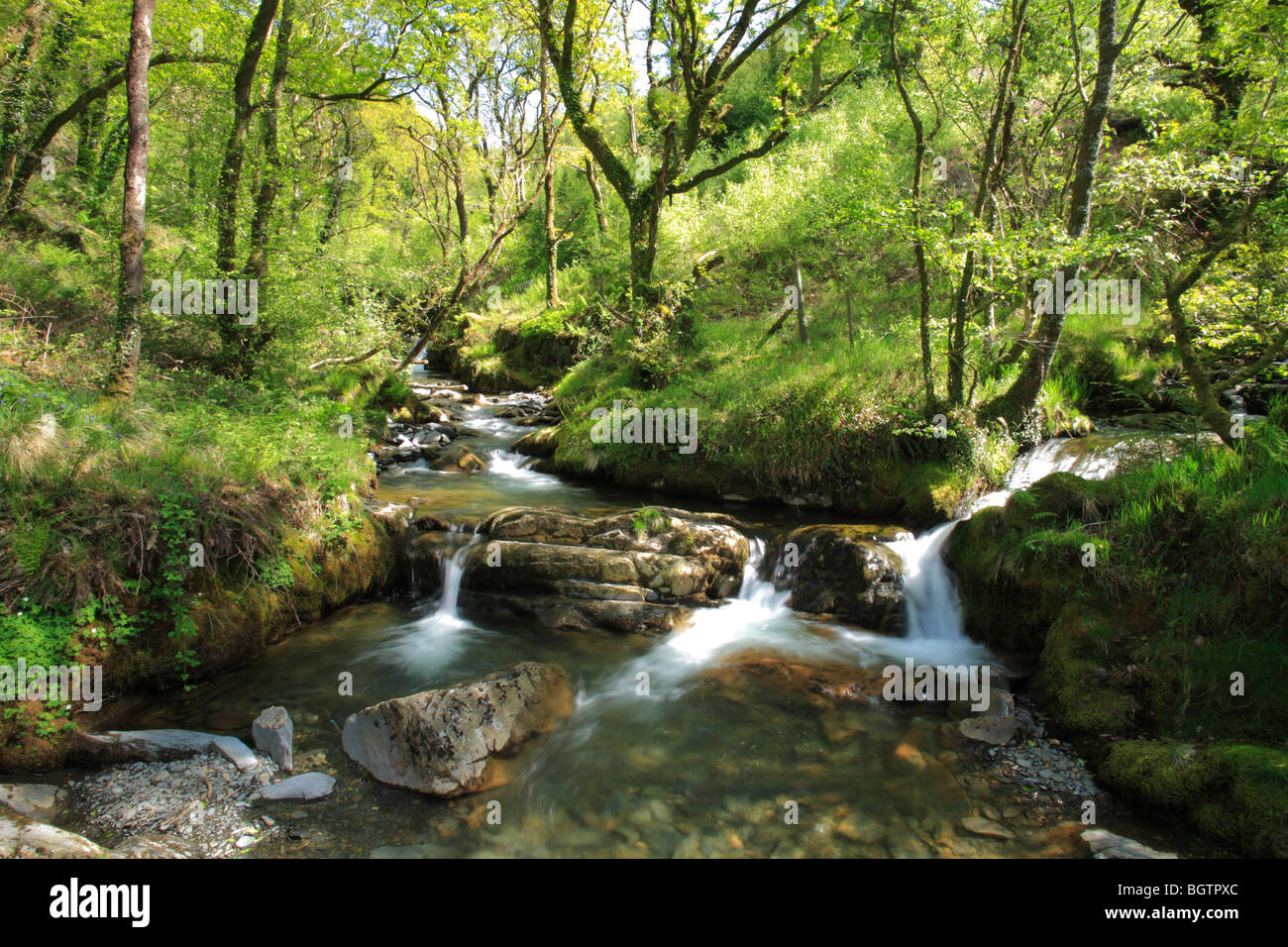 Woodland-Stream und Wasserfällen, Studentin Nant Gwernol. Woodlands Vertrauen Eigenschaft, Gwynedd, Wales. Stockfoto